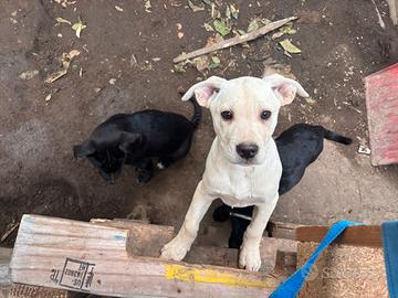 Famiglia che possa accogliere un nuovo piccolino