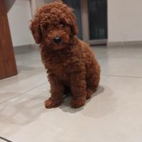 Barboncino nano