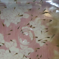 ENDLER puri mai ibridati