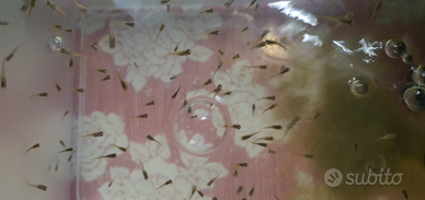 ENDLER puri mai ibridati