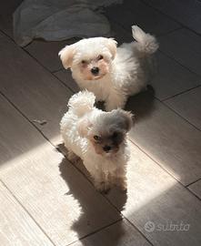 Cuccioli di maltese