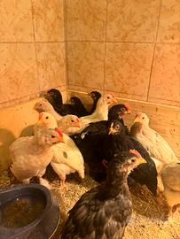 Pulcinotti varie razze