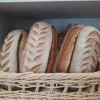 Panettiere