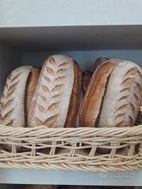 Panettiere