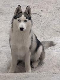 Cuccioli di Siberian Husky