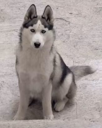 Cuccioli di Siberian Husky