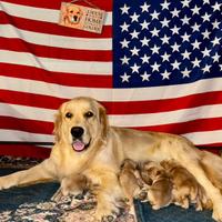Golden Retriever cuccioli americani 90%