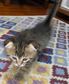 British scottish straight