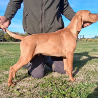 Cucciolo maschio Bracco Ungherese, Vizsla