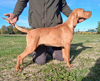 Cucciolo maschio Bracco Ungherese, Vizsla