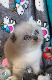 Gattini scottish fold