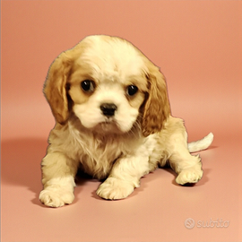 Cavalier king maschio