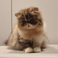 Cucciola di persiani ad alta genealogia