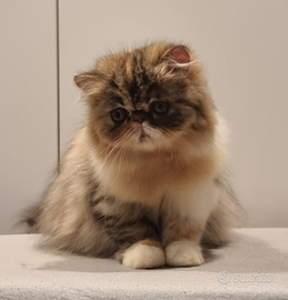 Cucciola di persiani ad alta genealogia