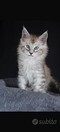 Maine coon
