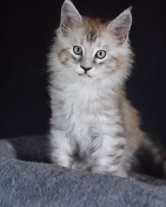 Maine coon