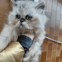 Gatto d' angora