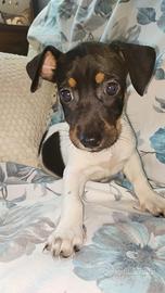 Jack russell femmina 