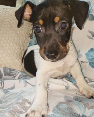 Jack russell femmina 