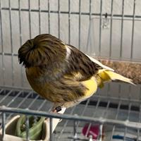 Per allevamento uccelli