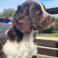 Cucciolo springer spaniel