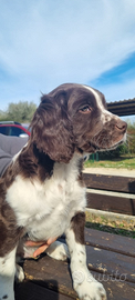Cucciolo springer spaniel