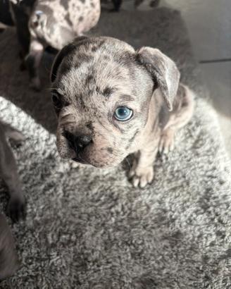 Bulldog Francese