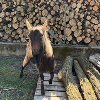 Becco camosciato delle Alpi