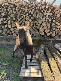 Becco camosciato delle Alpi