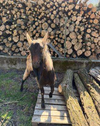 Becco camosciato delle Alpi