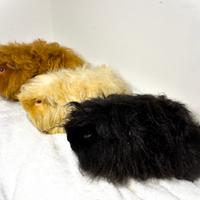 Porcellini d'india cavie Alpaca