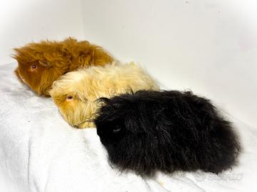 Porcellini d'india cavie Alpaca
