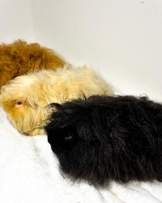 Porcellini d'india cavie Alpaca