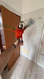 Pappagallo