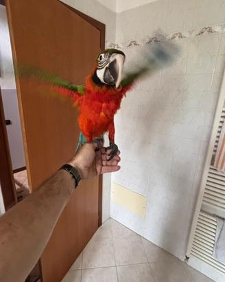Pappagallo