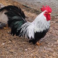Coppia gallo gallina Chabo Nagasaki