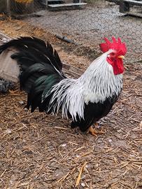 Coppia gallo gallina Chabo Nagasaki