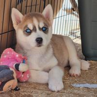 Cucciolo femmina di Siberian Husky