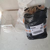 Canarino timbrado spagnolo maschio