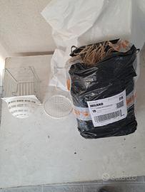 Canarino timbrado spagnolo maschio