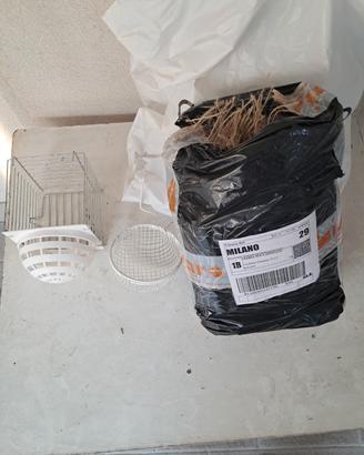 Canarino timbrado spagnolo maschio