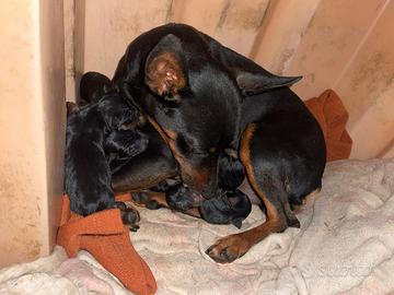 Cuccioli Pincer doberman