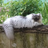 Gattino, persiano chinchilla di 6mesi
