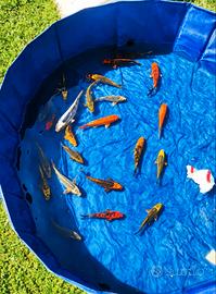 Carpe koi