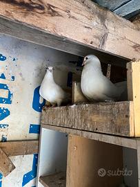 Coppia piccioni California