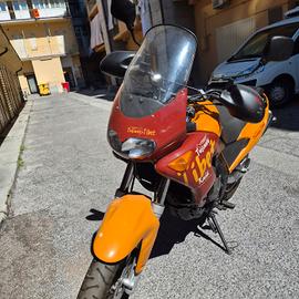 pegaso 