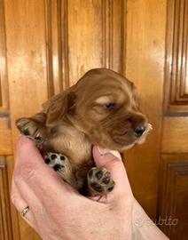 Cuccioli cocker spaniel