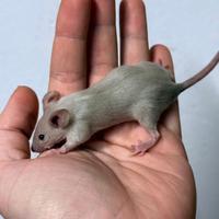 Topi domestici da compagnia di diverse varietà
