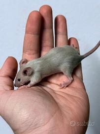 Topi domestici da compagnia di diverse varietà