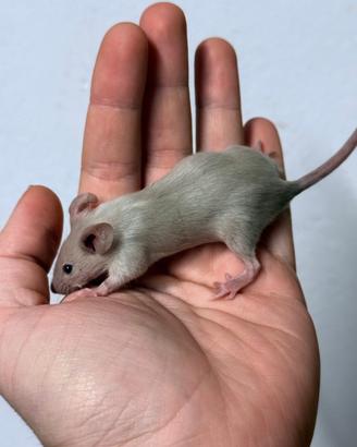 Topi domestici da compagnia di diverse varietà